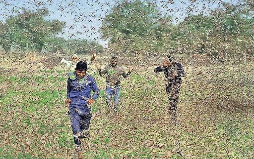भारत में टिड्डी हमले के पीछे कोरोना वायरस, पाकिस्तान की भूमिका भी सवालों में