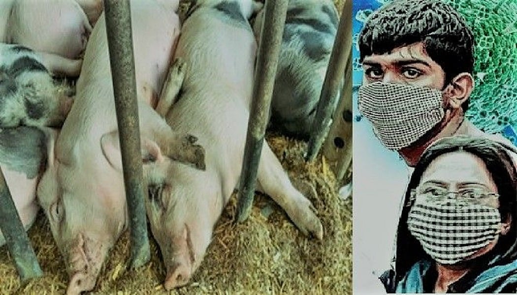 भारत में पहली बार खतरनाक अफ्रीकी फ्लू ने की दस्तक, 2500 सूअरों की मौत, कोरोना के बीच नए संकट से हड़कंप