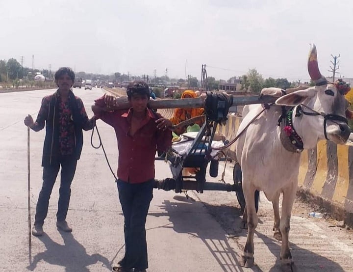 लॉकडाउन में दिल दहला देने वाली तस्वीर, बैल बनकर बैलगाड़ी खींचने को मजबूर इंसान, देखें वीडियो