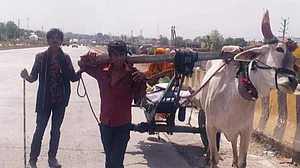 लॉकडाउन में दिल दहला देने वाली तस्वीर, बैल बनकर बैलगाड़ी खींचने को मजबूर इंसान, देखें वीडियो
