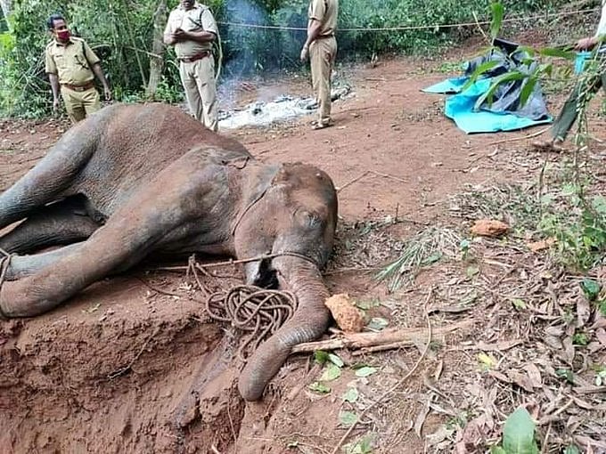 राम पुनियानी का लेखः गर्भवती हथिनी की मौत और त्रासदी के सांप्रदायीकरण की बीजेपी की चाल