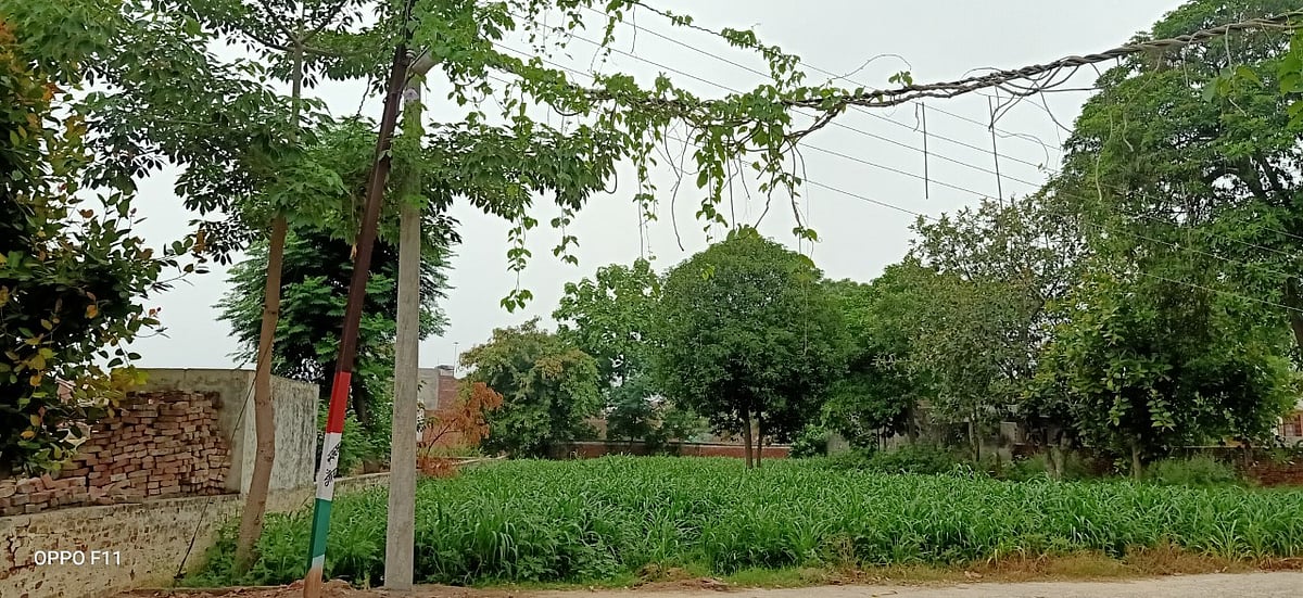 पतंजलि से सैकड़ों किमी दूर-दूर तक गायब हुई ‘गिलोय’, इसी जंगली झाड़ से रामदेव ने बनाई है कोरोना की ‘दवा’!