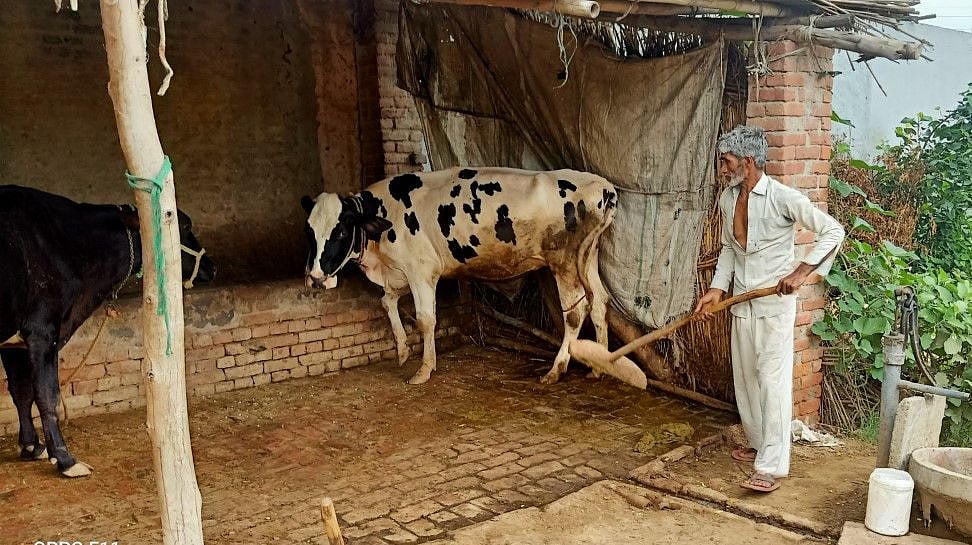 उत्तर प्रदेश: हैरतअंगेज तरीके से मर गईं ताहिर की पांच गाय, सदमे में आया पूरा परिवार