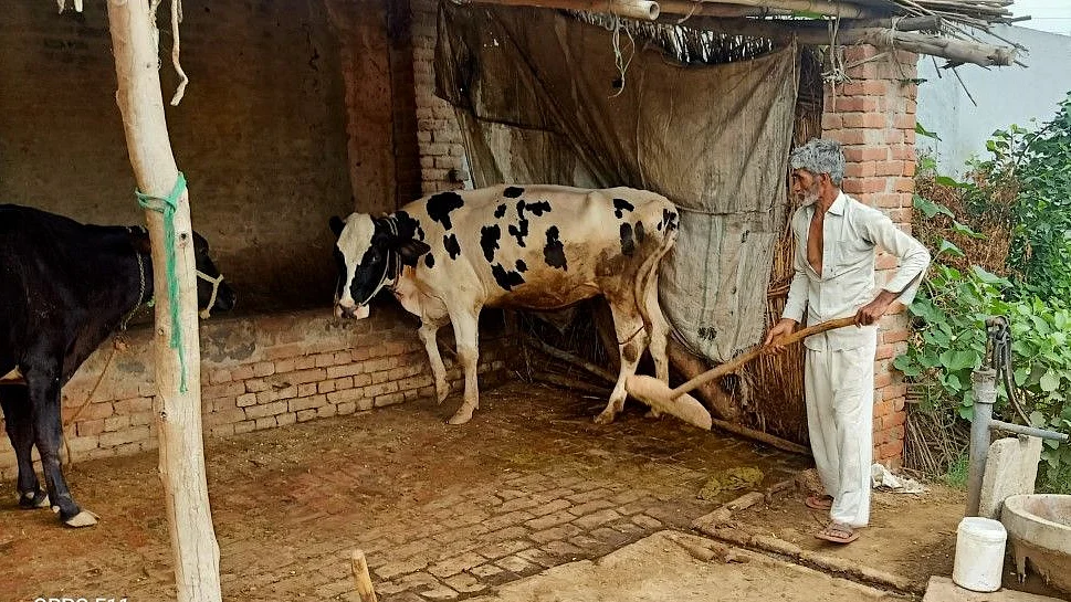 फोटोः आस मोहम्मद कैफ