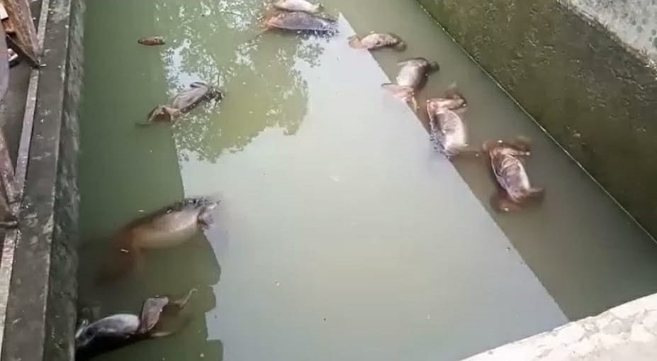 फोटो: IANS
