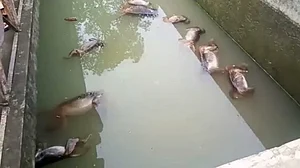 फोटो: IANS