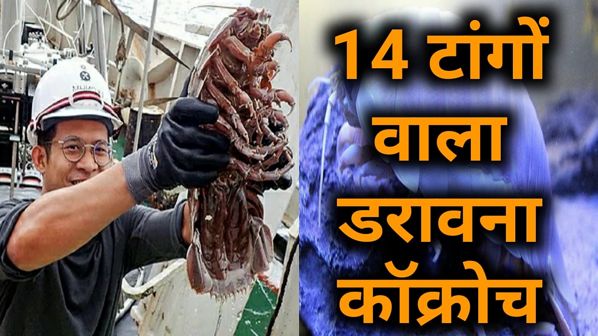वीडियो: हिंद महासागर में मिला 14 टांगों वाला समुद्री कॉक्रोच, वजन और साइज ने उड़ाई वैज्ञानिकों की नींद! 
