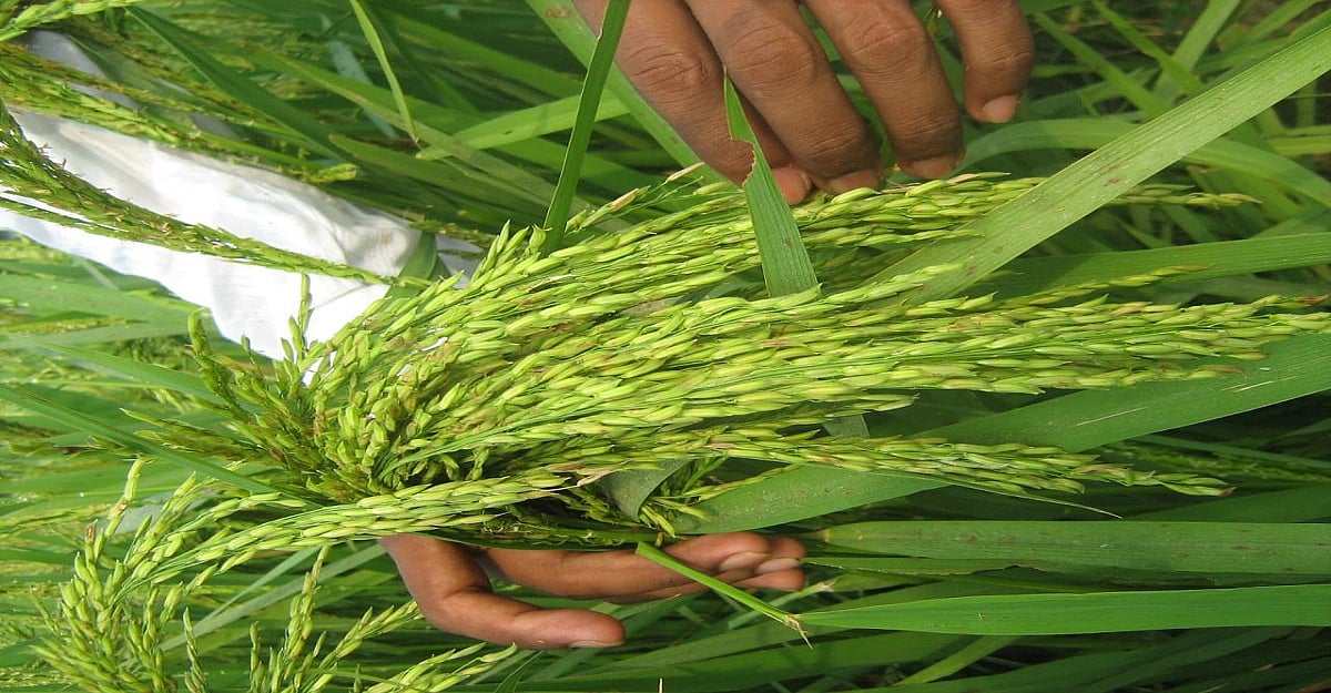 मृणाल पांडे का लेख: किसानों का असली डर बिल के मसौदे से नहीं, उसकी पृष्ठभूमि से उपजा है, इसे दूर करेगी सरकार?