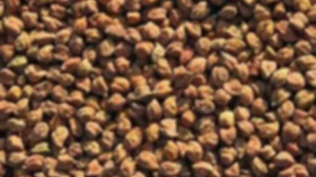फोटो : IANS