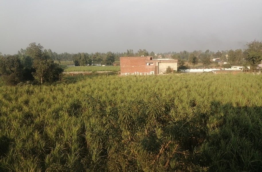 सहारनपुर में गन्ने की पाती जलाने पर गरीब किसानों पर केस, नेता बोले-  आतंकियों को छोड़ किसानों पर लगाई सैटेलाइट