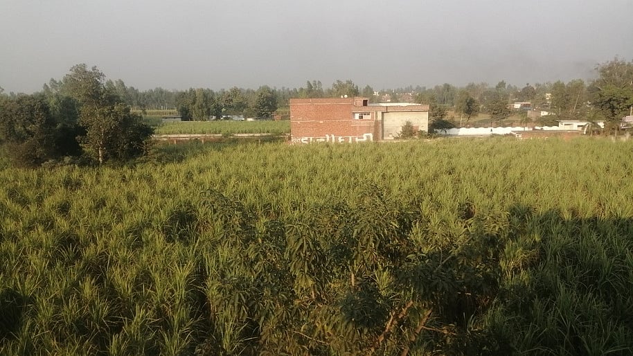फोटोः आस मोहम्मद कैफ