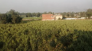 सहारनपुर में गन्ने की पाती जलाने पर गरीब किसानों पर केस, नेता बोले- आतंकियों को छोड़ किसानों पर लगाई सैटेलाइट