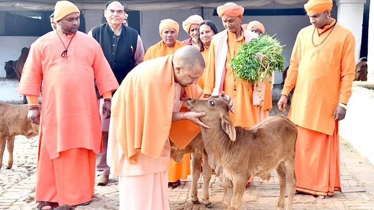 गौशालाओं को फंड नहीं दे रही योगी सरकार,  पंचायत प्रमुखों की धमकी- 25 तक नहीं मिला पैसा तो खोल देंगे 15 हजार गायें 