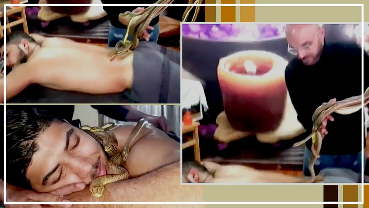 गजब! इस स्पा में सांप करते हैं शरीर की मालिश, पीठ पर लेटा दिए जाते हैं ढेरों सांप, देखें वीडियो 