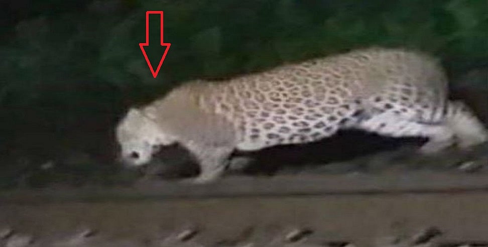 उत्तर प्रदेश की राजधानी लखनऊ के इस इलाके में दिखा तेंदुआ, दहशत में लोग, वन विभाग ने कहा- रहें सावधान!