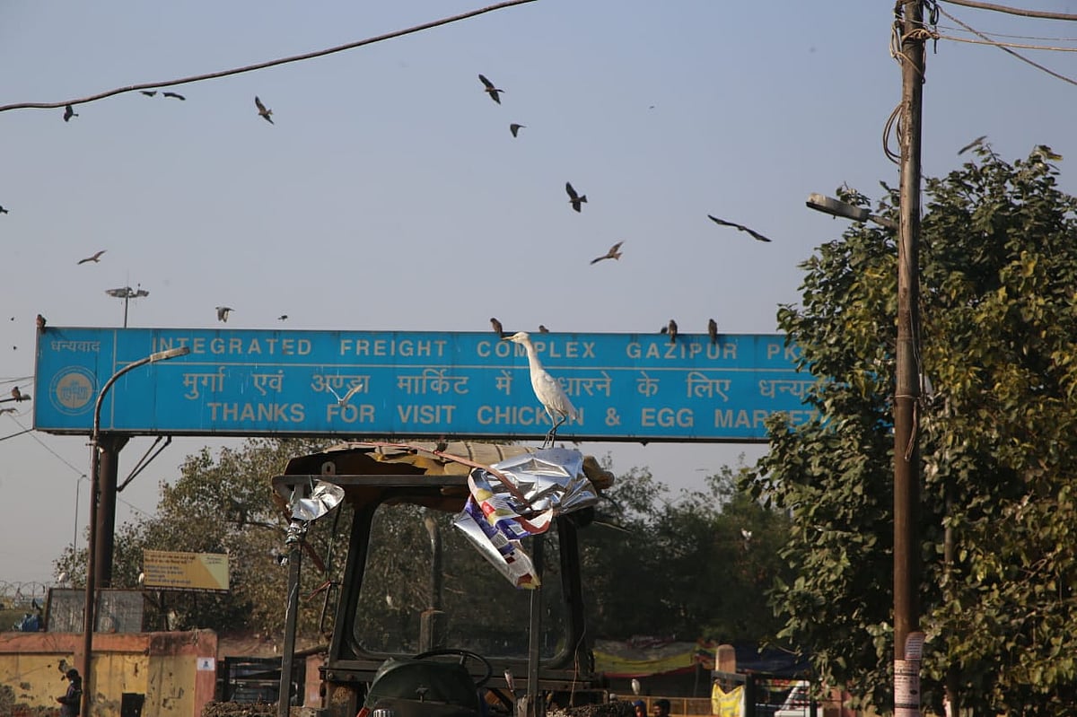 फोटो: विपिन