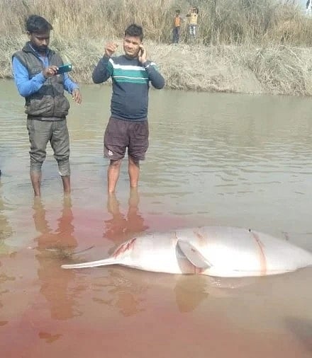 यूपी में लोगों ने डॉल्फिन को कुल्‍हाड़ी से काटकर मार डाला, वीडियो वायरल होने पर खुली बात