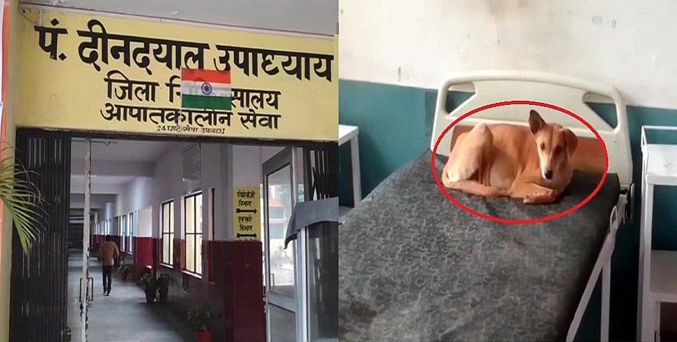 अजब यूपी की गजब कहानी! जिला अस्पताल में मरीजों के बेड पर ‘लेट’ गया कुत्ता, CMO ने कहा- ये बहुत...