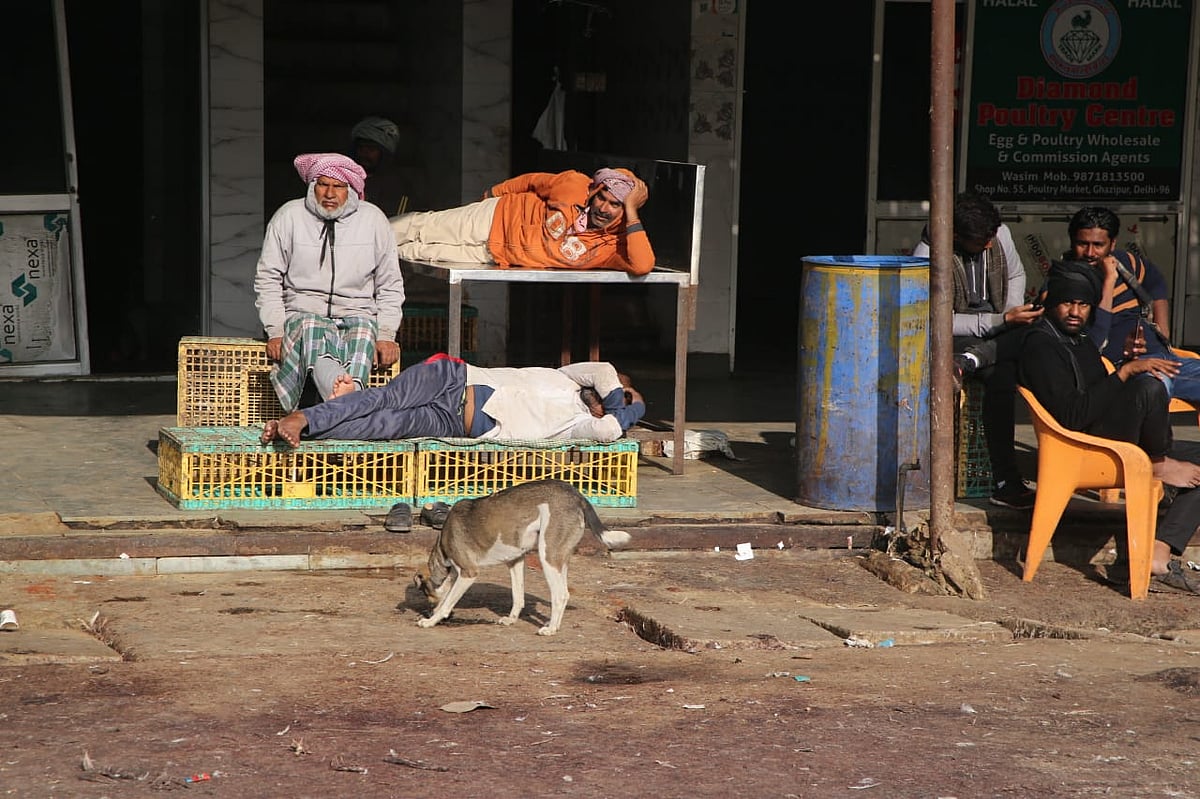 पोल्ट्री इंडस्ट्री पर बर्ड फ्लू का साया, 50 फीसदी गिरा चिकन का भाव