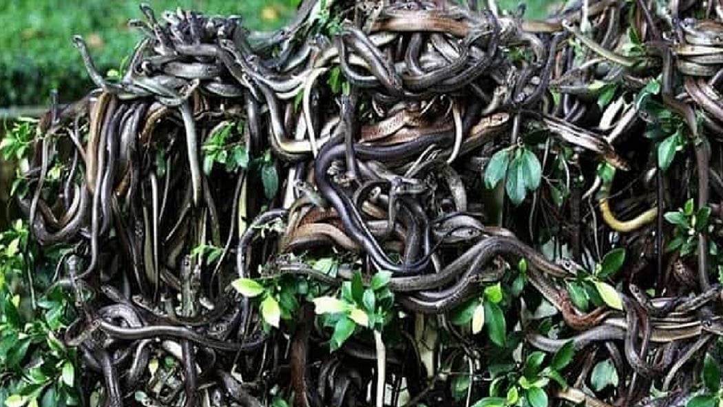 फोटो: सोशल मीडिया