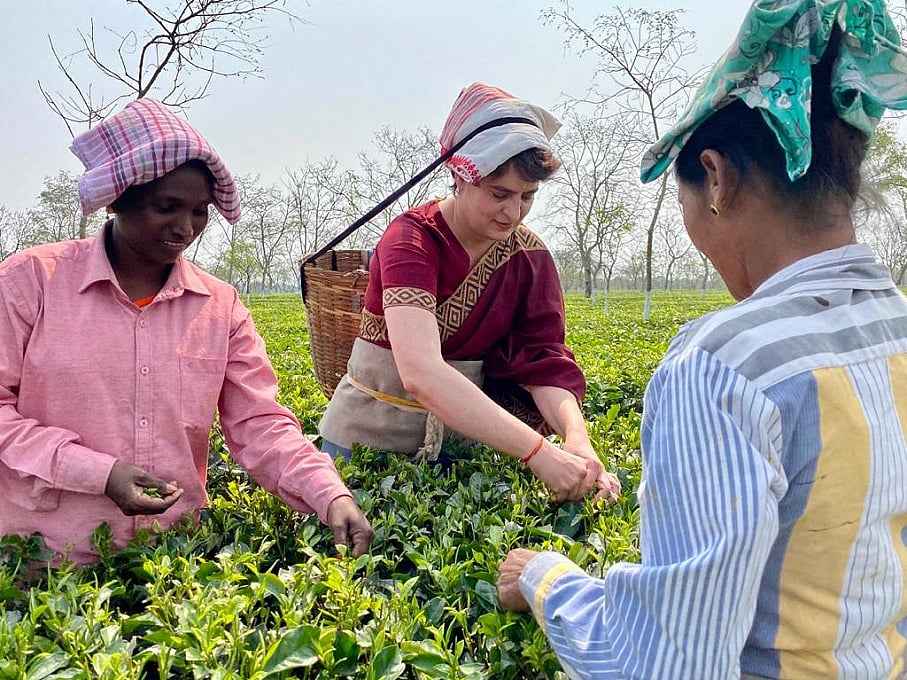 असम में प्रियंका गांधी ने चाय बागान के मजदूरों से की मुलाकात, टोकरी लगाकर तोड़ीं चाय की पत्तियां, देखें वीडियो