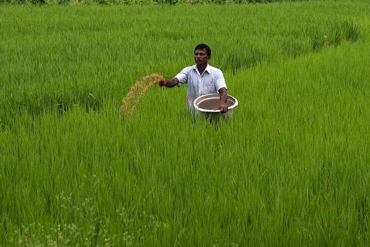 किसानों पर दोहरी मार: सभी किस्म की खाद की कीमतों में 60 फीसदी तक की बढ़ोत्तरी, 1200 वाला डीएपी का बैग अब 1900 का