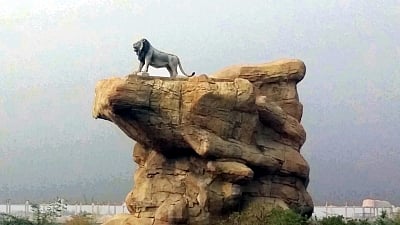 कोरोना का कहर: इंसानों के बाद अब कोविड जानवरों को बना रहा शिकार, शेर पॉजिटिव, कई जानवर संदिग्ध