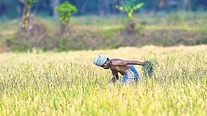 MP: धार में 100 से ज्यादा किसानों के साथ धोखाधड़ी, कांग्रेस ने उठाई आवाज, सीएम शिवराज से की कार्रवाई की मांग