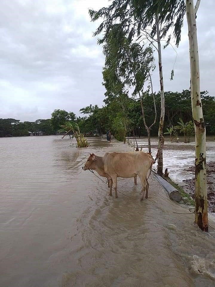 कोरोना काल में बिहार के किसानों पर दोहरी मार, चक्रवात यास से इन जिलों में फसल बर्बाद, मायूस हुए अन्नदाता