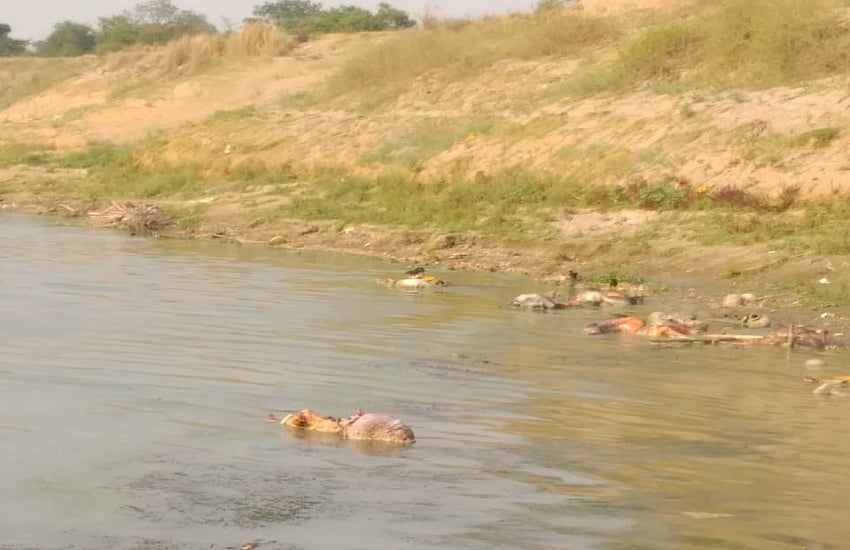 नदियों में कोविड शवों के फेंके जाने से मछली कारोबार प्रभावित, बड़े पैमाने पर लोगों ने खाना छोड़ा