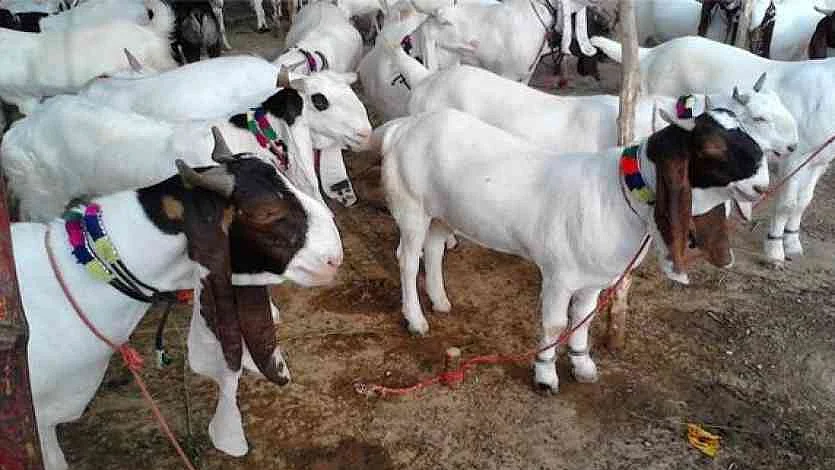 फोटो: सोशल मीडिया