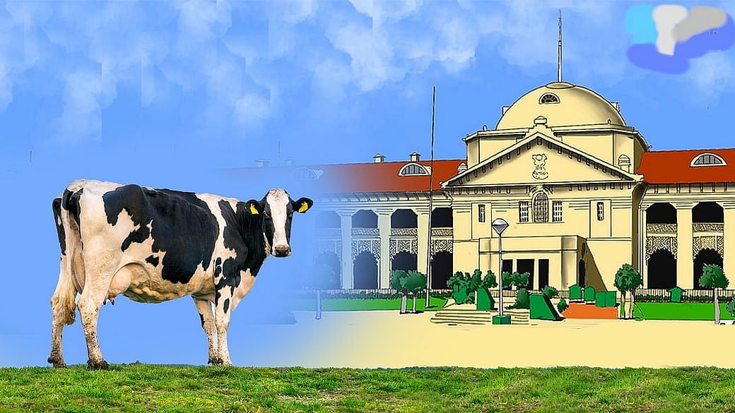 इलाहाबाद हाईकोर्ट को लगता है, 'गाय के कल्याण से ही होगा देश का कल्याण', कहा- गाय को राष्ट्रीय पशु घोषित करे केंद्र