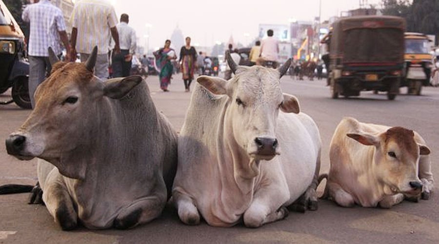 विष्णु नागर का व्यंग्यः गाय या भैंस को मां मानने में बड़ा लफड़ा, 'दुष्टों' के टेढ़े-मेढ़े सवालों का जवाब कहां से दें!