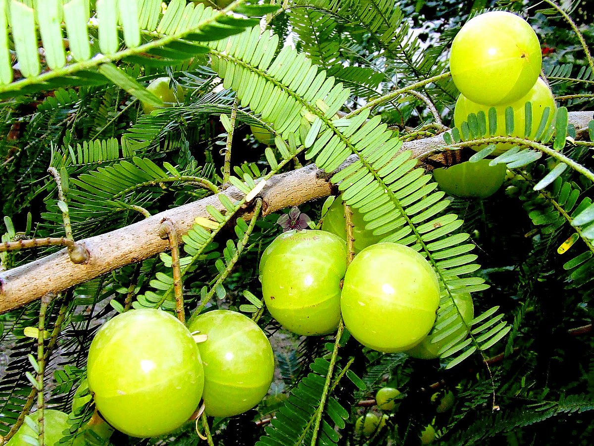 फूड कथा-2: एक तरह का जादुई फल है आंवला, शासक वर्ग को जरूर सुननी चाहिए राजस्थान में प्रचलित आंवल्या राजा की कहानी