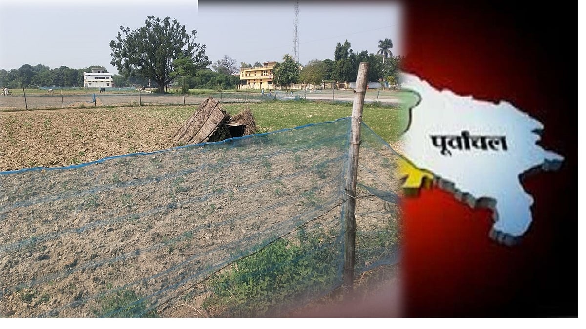 कम लोगों को मालूम होगा कि 1942 की अगस्त क्रांति के समय बलिया तीन दिनों तक आजाद रहा था। स्वतंत्रता सेनानी चित्तू पांडे को अंग्रेजों को जेल से बाहर निकालना पड़ा और शासन व्यवस्था उनके सुपुर्द कर दी गई। इसी वजह से उन्हें बलिया का पहला कलेक्टर भी कहा जाता है। उनके गांव में भी आवारा पशुओं से बचाव के लिए इस तरह बाड़बंदी की गई है।