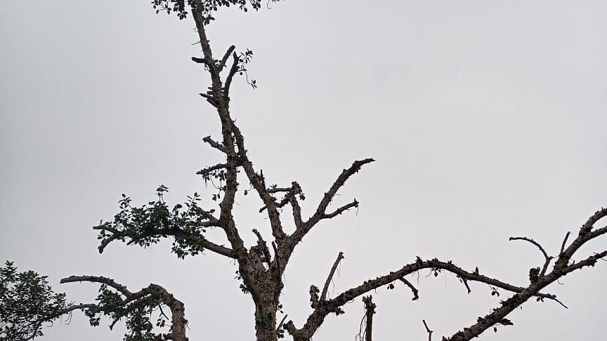 फोटो: IANS