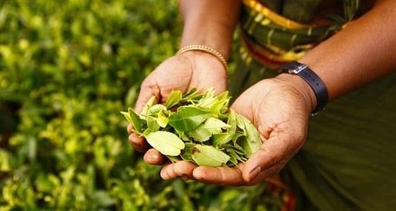 अर्थ जगत की 5 बड़ी खबरें: श्रीलंका ने चाय निर्यात से कमाए 1.3 अरब डॉलर और आसुस ने लॉन्च किया फोल्डेबल ओएलईडी लैपटॉप
