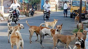 यूपी में नहीं थम रहा आवारा कुत्तों का आतंक, लखनऊ में 9 साल के बच्चे पर किया हमला