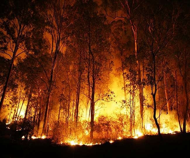 उत्तराखंड: नहीं बुझ रही जंगल की आग, बांज के जंगलों को बचाने की है चुनौती