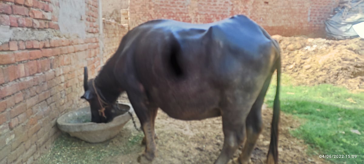 अजब 'UP पुलिस' की गजब कहानी! असली मालिक का पता लगाने के लिए होगा भैंस-बछड़े का DNA टेस्ट