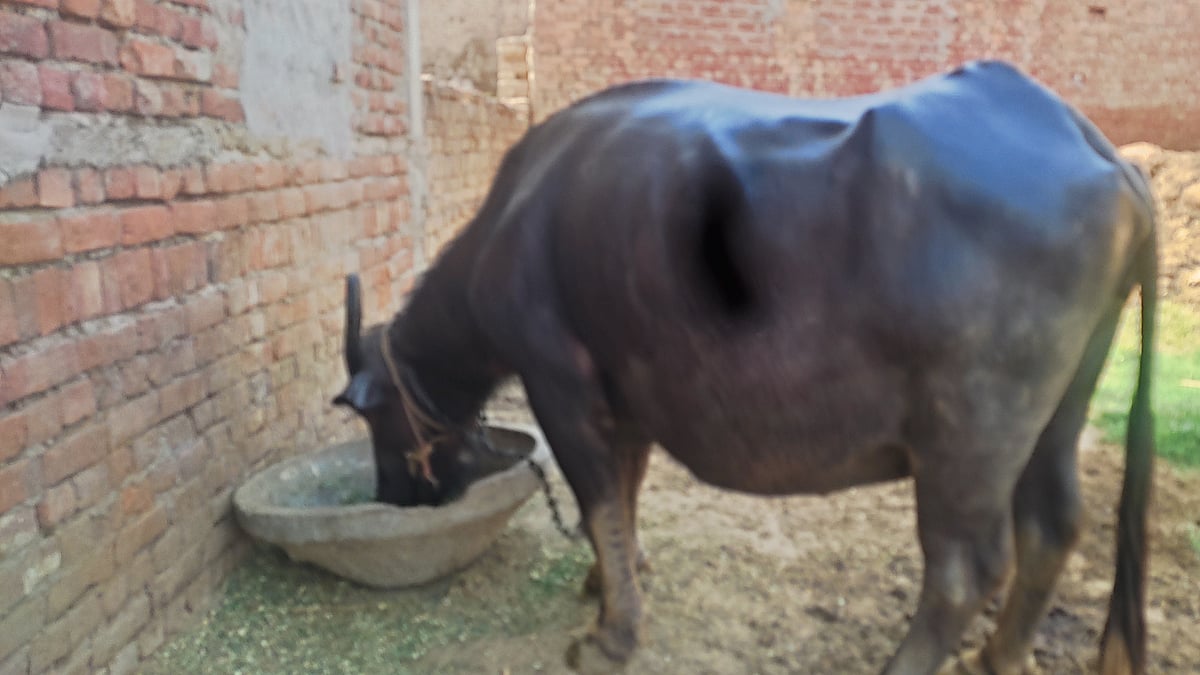 फोटो: आस मोहम्मद कैफ