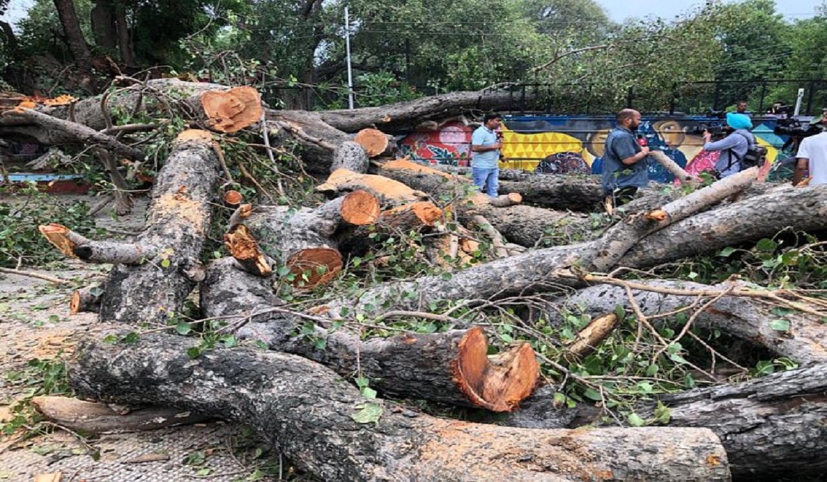 विष्णु नागर का व्यंग्य: इस राज में पेड़ काटना अधर्म नहीं है, राष्ट्रधर्म है!