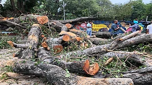 विष्णु नागर का व्यंग्य: इस राज में पेड़ काटना अधर्म नहीं है, राष्ट्रधर्म है!