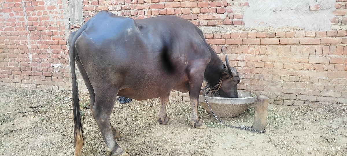 Lumpy Virus Disease: 'लंपी' को लेकर दहशत में पशुपालक, सूचना के बाद भी नहीं पहुंच रहे चिकित्सा अधिकारी  