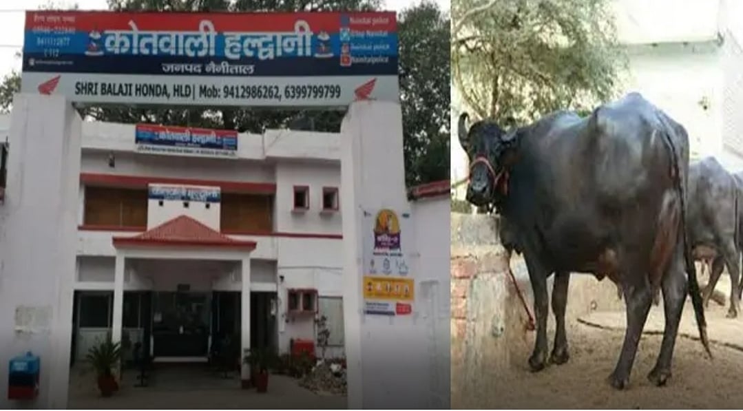 उत्तराखंड: हल्द्वानी में भैंस चोरी को लेकर बवाल, सीएम धामी के आदेश पर दर्ज हुई एफआईआर