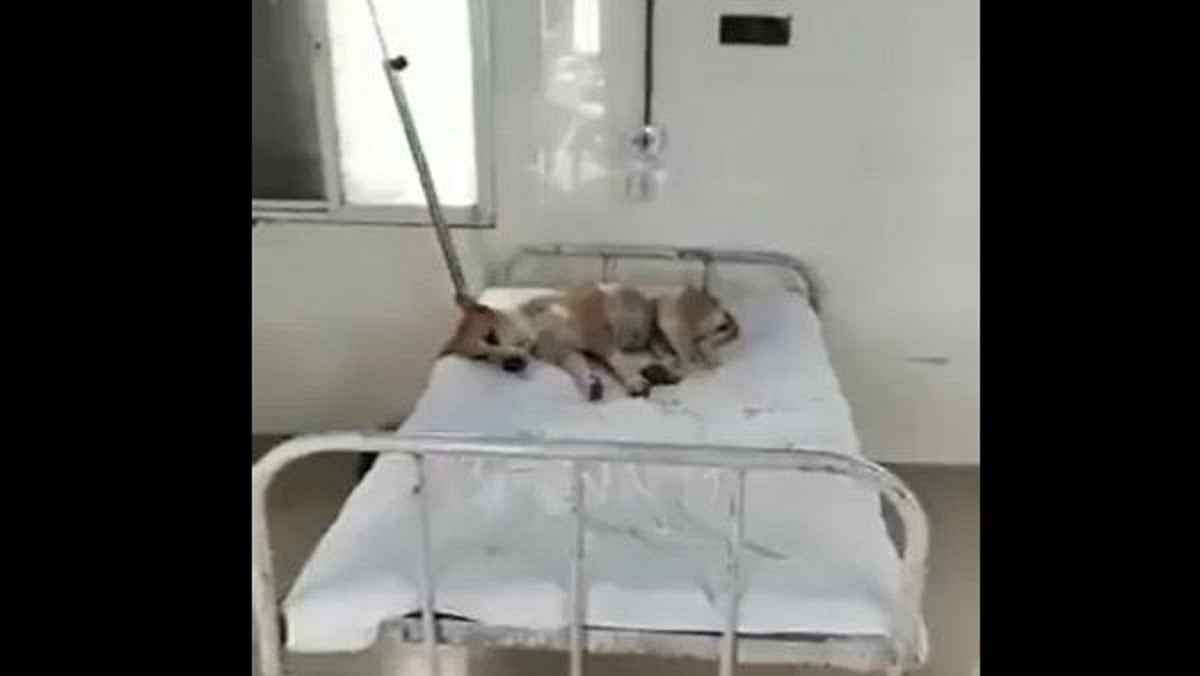 शिवराज सरकार में स्वास्थ्य सेवा बदहाल! सरकारी अस्पताल में मरीजों के बेड पर दिखे आवारा कुत्ते, कांग्रेस ने BJP को घेरा