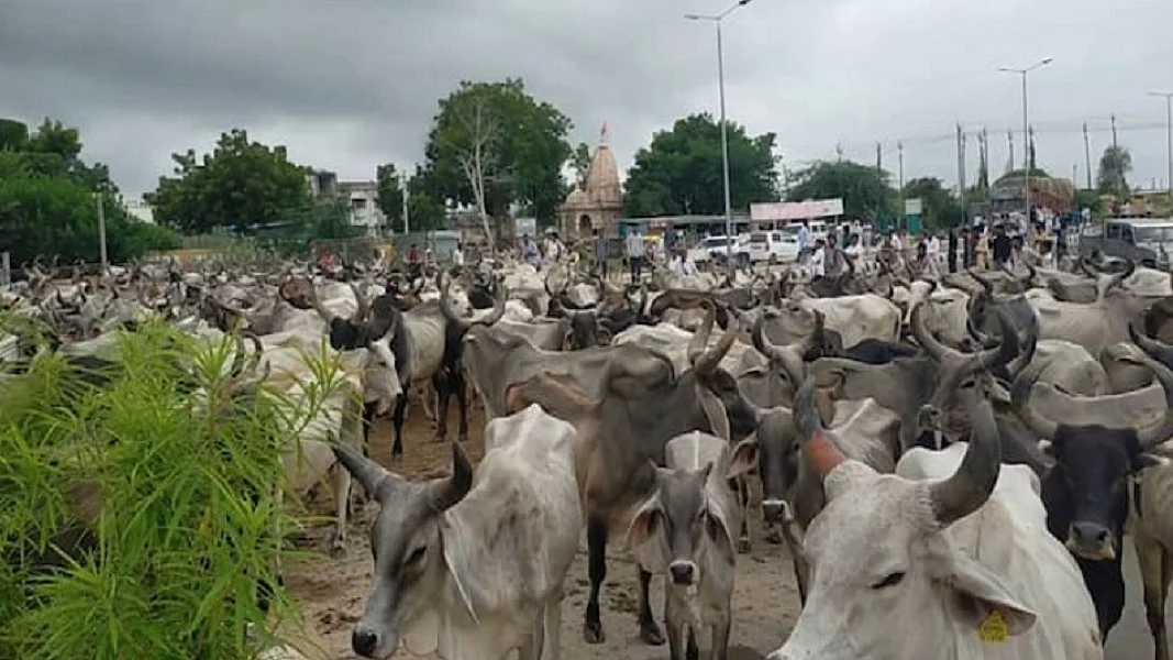 फोटो: सोशल मीडिया
