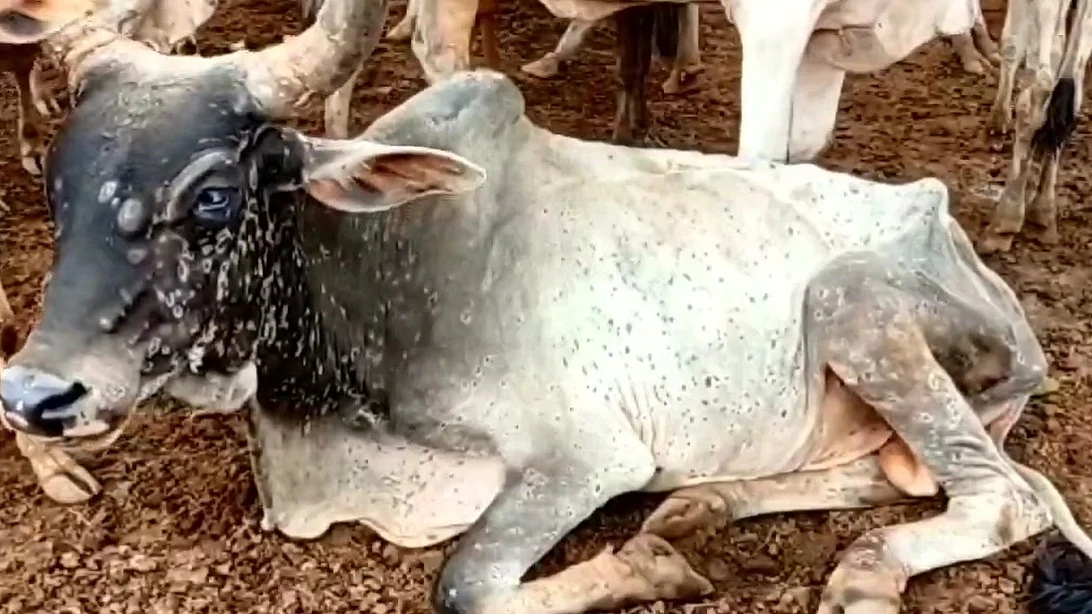 फोटो: IANS