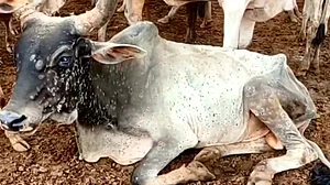 गुजरात: 'गाय पर वोट मांगते हैं लेकिन गायों के प्रति सम्मान नहीं', लंपी वायरस के मुद्दे पर कांग्रेस ने बीजेपी को घेरा