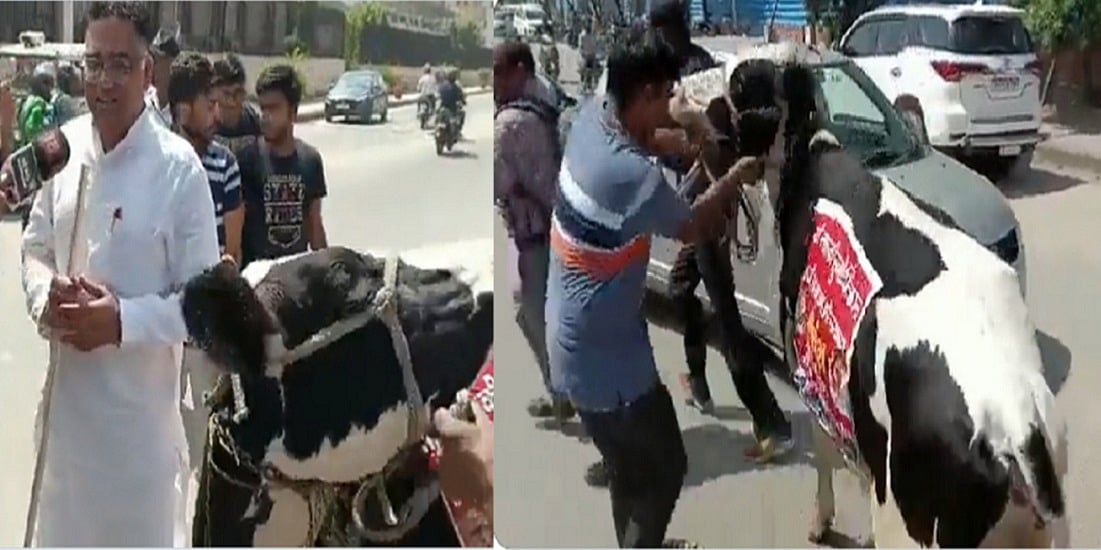 राजस्थानः प्रदर्शन के लिए गाय लेकर विधानसभा पहुंचे थे BJP विधायक, नाराज गौमाता रस्सी छुड़ाकर भागीं, हुई किरकिरी